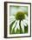 Echinacea flower-Clive Nichols-Framed Photographic Print