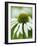 Echinacea flower-Clive Nichols-Framed Photographic Print