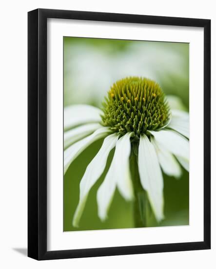 Echinacea flower-Clive Nichols-Framed Photographic Print