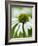 Echinacea flower-Clive Nichols-Framed Photographic Print