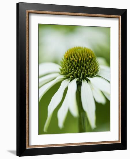 Echinacea flower-Clive Nichols-Framed Photographic Print