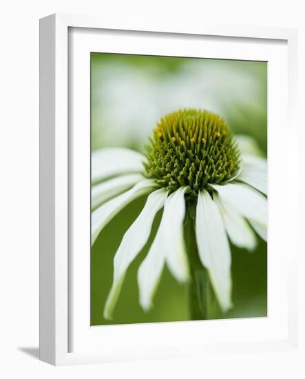 Echinacea flower-Clive Nichols-Framed Photographic Print