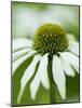 Echinacea flower-Clive Nichols-Mounted Photographic Print