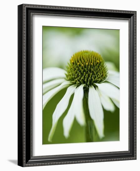 Echinacea flower-Clive Nichols-Framed Photographic Print