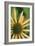 Echinacea I-Erin Berzel-Framed Photographic Print