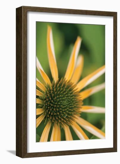 Echinacea I-Erin Berzel-Framed Photographic Print