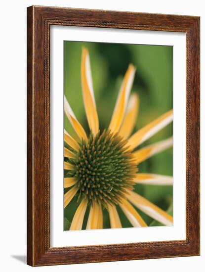 Echinacea I-Erin Berzel-Framed Photographic Print