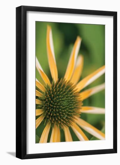 Echinacea I-Erin Berzel-Framed Photographic Print