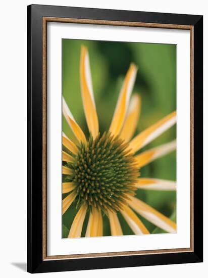 Echinacea I-Erin Berzel-Framed Photographic Print