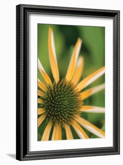 Echinacea I-Erin Berzel-Framed Photographic Print