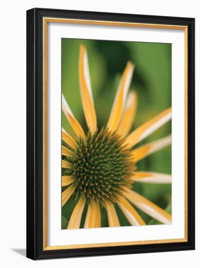 Echinacea I-Erin Berzel-Framed Photographic Print