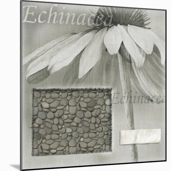 Echinacea I-Kory Fluckiger-Mounted Giclee Print