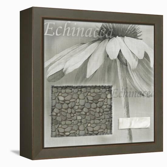 Echinacea I-Kory Fluckiger-Framed Premier Image Canvas