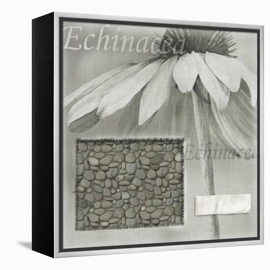 Echinacea I-Kory Fluckiger-Framed Premier Image Canvas