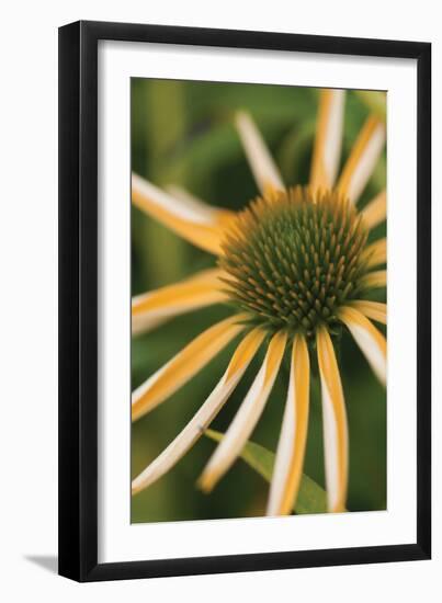 Echinacea II-Erin Berzel-Framed Photographic Print