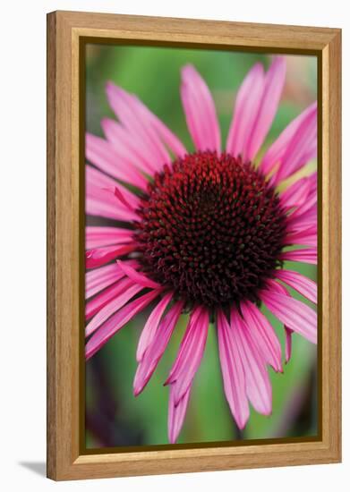 Echinacea III-Erin Berzel-Framed Premier Image Canvas