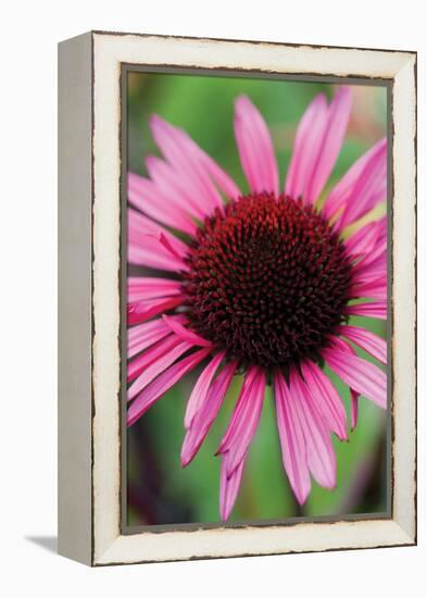 Echinacea III-Erin Berzel-Framed Premier Image Canvas