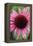 Echinacea III-Erin Berzel-Framed Premier Image Canvas