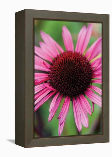 Echinacea III-Erin Berzel-Framed Premier Image Canvas