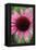 Echinacea III-Erin Berzel-Framed Premier Image Canvas