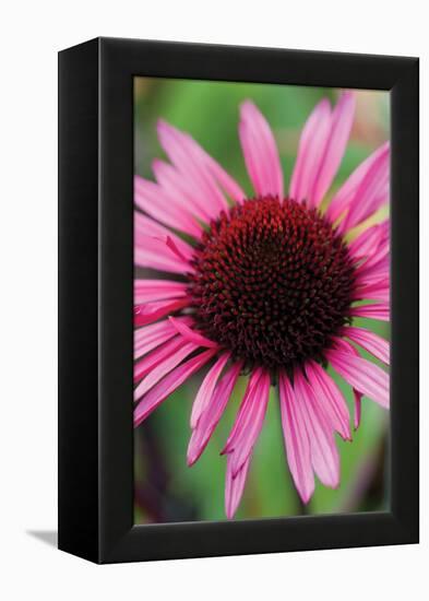 Echinacea III-Erin Berzel-Framed Premier Image Canvas