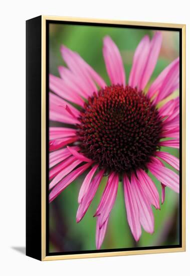 Echinacea III-Erin Berzel-Framed Premier Image Canvas