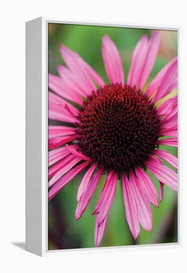 Echinacea III-Erin Berzel-Framed Premier Image Canvas