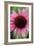 Echinacea III-Erin Berzel-Framed Photographic Print