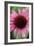 Echinacea III-Erin Berzel-Framed Photographic Print