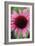 Echinacea III-Erin Berzel-Framed Photographic Print