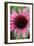 Echinacea III-Erin Berzel-Framed Photographic Print