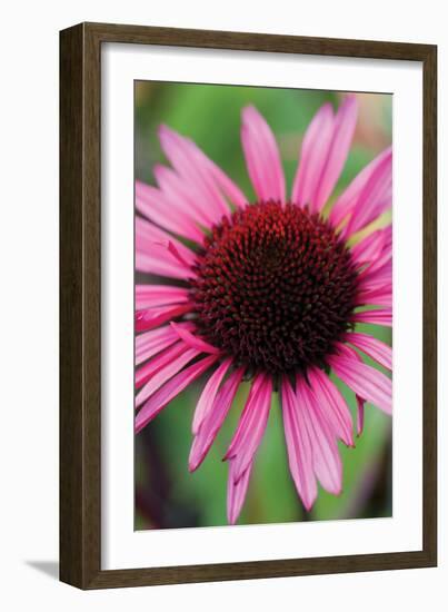 Echinacea III-Erin Berzel-Framed Photographic Print