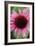 Echinacea III-Erin Berzel-Framed Photographic Print