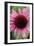 Echinacea III-Erin Berzel-Framed Photographic Print