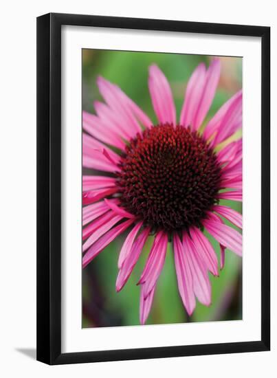 Echinacea III-Erin Berzel-Framed Photographic Print