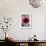 Echinacea III-Erin Berzel-Framed Photographic Print displayed on a wall