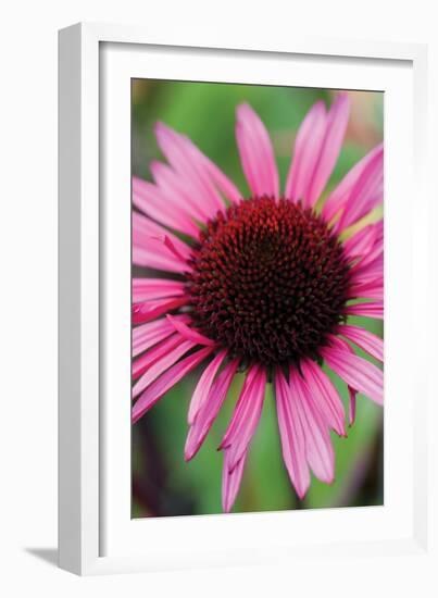 Echinacea III-Erin Berzel-Framed Photographic Print