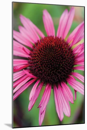 Echinacea III-Erin Berzel-Mounted Photographic Print