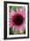 Echinacea III-Erin Berzel-Framed Photographic Print