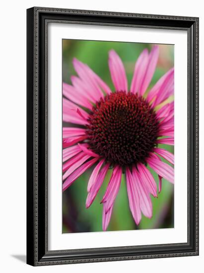 Echinacea III-Erin Berzel-Framed Photographic Print