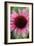 Echinacea III-Erin Berzel-Framed Photographic Print