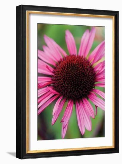 Echinacea III-Erin Berzel-Framed Photographic Print