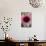 Echinacea III-Erin Berzel-Photographic Print displayed on a wall
