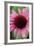 Echinacea III-Erin Berzel-Framed Photographic Print