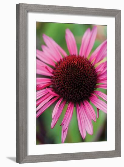 Echinacea III-Erin Berzel-Framed Photographic Print