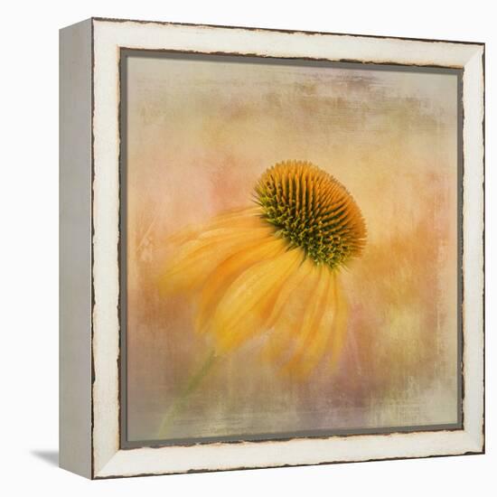 Echinacea in Yellow-Gaille Gray-Framed Premier Image Canvas