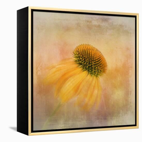 Echinacea in Yellow-Gaille Gray-Framed Premier Image Canvas