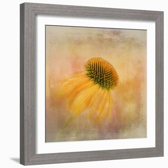 Echinacea in Yellow-Gaille Gray-Framed Photographic Print