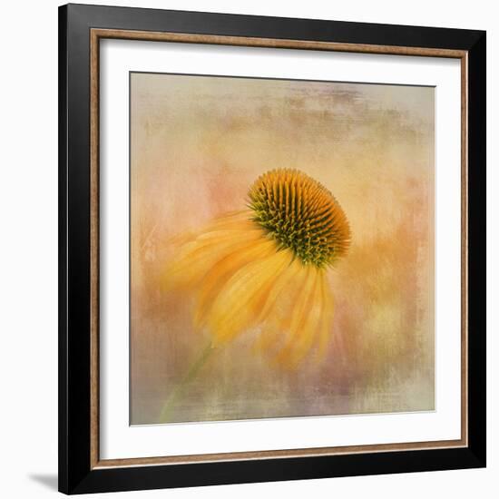 Echinacea in Yellow-Gaille Gray-Framed Photographic Print