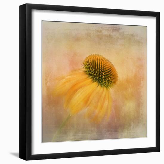 Echinacea in Yellow-Gaille Gray-Framed Photographic Print